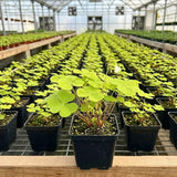 Green Live Shamrock Oxalis Plant, Easy Care Houseplant, 5-7 Inch Tall