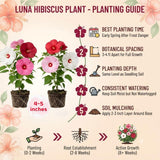 Set 2 Mix Hibiscus Plant Live