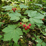 Red Live Thimbleberry Plant, Berry Fruit Plant, 3-5 Inch Tall, 5 Inch Pot