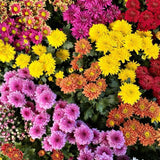 3 Mixed Mum Plants, 3-6 Inch Mum Live Plants