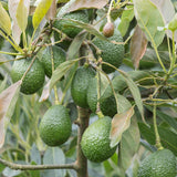 HASS Avocado Tree Live Plant, Landscape Fruit Tree, 5-7 Inch Tall