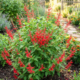 Pineapple Live Salvia Sage Plant, Hardy Flower Plant, 4-7 Inch Tall