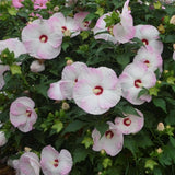 2 White Hibiscus Flower Live Plants, 4-8 Inch Tall