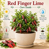 Red Finger Lime Tree, Finger Lime Fruit Tree, 1 Gallon Pot