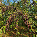 Chokecherry Live Plant, 5-8 Inches Tall