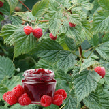 2 Red Live Raspberry Plants, 4-6 Inch Tall, 4 Inch Pot