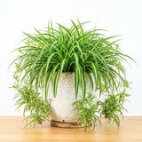 Variegated Spider Plant Live, Trailing Indoor Houseplant, 4-6 Inch Tall