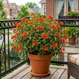 2 Orange Firebush Hamelia Plants, 4-6 Inch Tall, Tropical Shrub