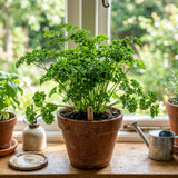 Parsley Plants Live, Culinary Herb Garden Plant, 4-7 Inch Tall