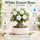 White Desert Rose Plant Live, Succulent Houseplant, 4-7 Inch Tall