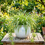 Variegated Spider Plant Live, Indoor Plant, 4-6 Inch Tall, 4 Inch Pot
