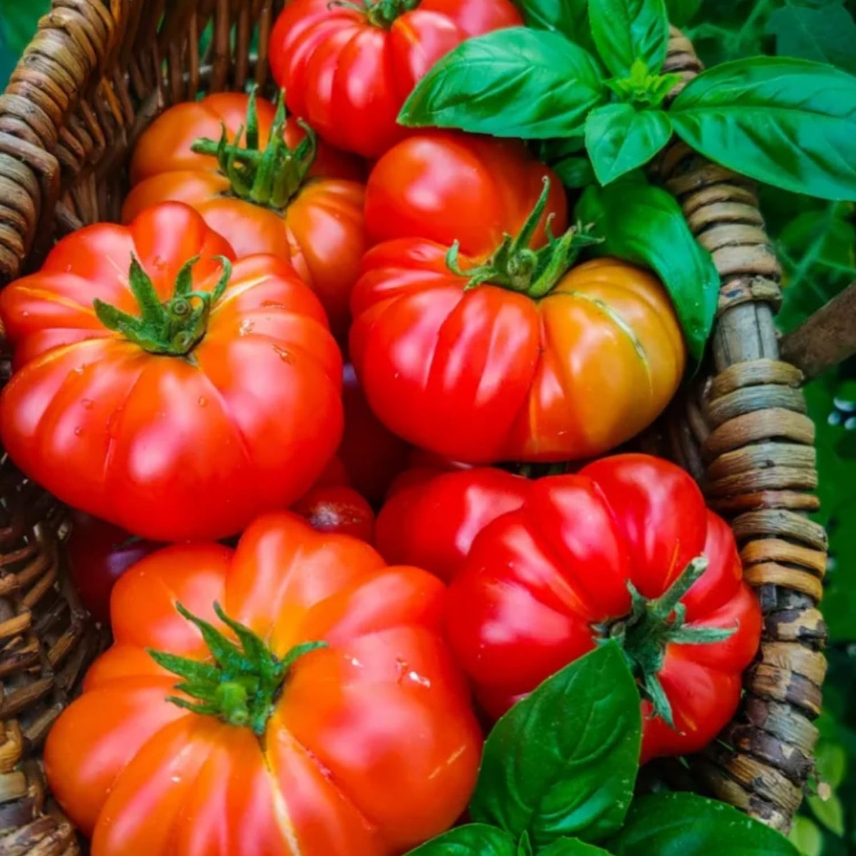 1000 Beefsteak Tomato Seeds for Planting, Container Garden Seeds