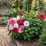 Set 2 Mix Hibiscus Plant Live