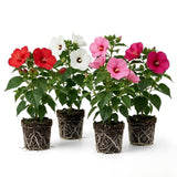 2 Mixed Hibiscus Bushes Live Plants, Flower Plant, 4-8 Inch Tall
