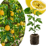 Yellow Passionfruit Plant Live, Passion Fruit Vine Plant, 4-6'' Tall