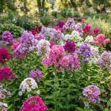 2 Phlox Flower Live Plants, Outdoor Landscape Perennial, 5-7 Inch Tall