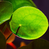 Money Plant Live, Pilea Peperomioides Houseplant, 2 Inch Pot
