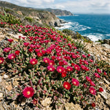 Red Ice Plant Live Plant, Ground Cover Succulent, 4-7 Inch Tall, 4 Inch Pot