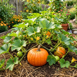 Pumpkin Plant Live, Garden Vegetable Plant, 4-7 Inch Tall