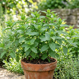 2 Peppermint Live Plants, Mint Herb Plant, 3-7 Inch Tall