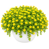 Yellow Ice Plant Succulent Live Plant, Ground Cover, 4 Inch Pot