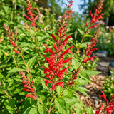 Pineapple Salvia Sage Live Plant, Bloom Plant, 4-7 Inch Tall