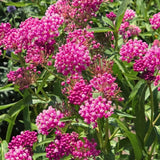 Set of 2 Pink Milkweed Live Plant 4-6" Tall