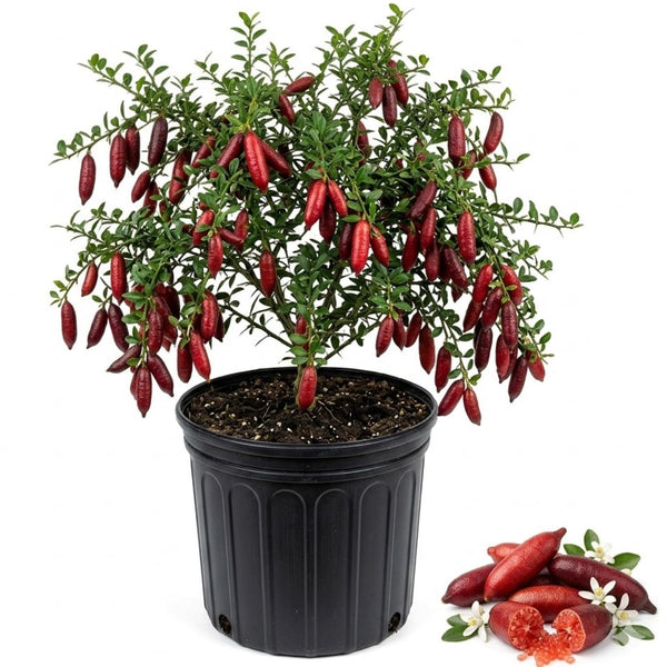Red Finger Lime Tree Plant Live, Home Garden Plant, 3 Gallon Pot