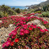 Red Ice Plant Live Plant, Ground Cover Succulent, 4-7 Inch Tall, 4 Inch Pot