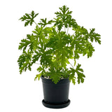 2 Citronella Plants Live, Hardy Perennial Plant, 4 Inch Pot