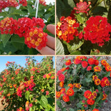 2 Dallas Red Lantana Live Plants, Lantana Flower Plant, 4-7 Inch Tall