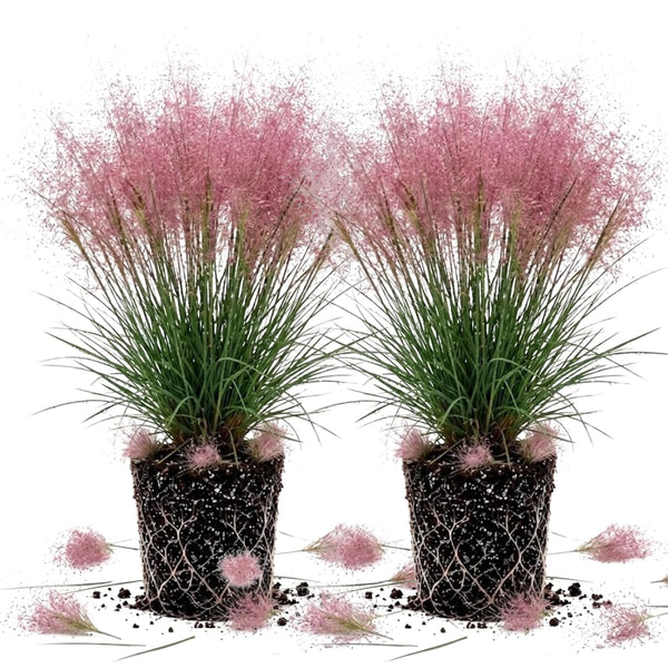 2 Pink Muhly Grass Live Plants, Outdoor Landscape Grass, 4-7 Inch Tall