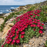Red Ice Plant Live Plant, Ground Cover Succulent, 4-7 Inch Tall, 4 Inch Pot