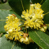 2 Laurus Nobilis Trees Live Plants, Sweet Bay Leaf Herb, 4-6 Inch Tall