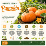 Pumpkin Plant Live, Garden Vegetable Plant, 4-7 Inch Tall