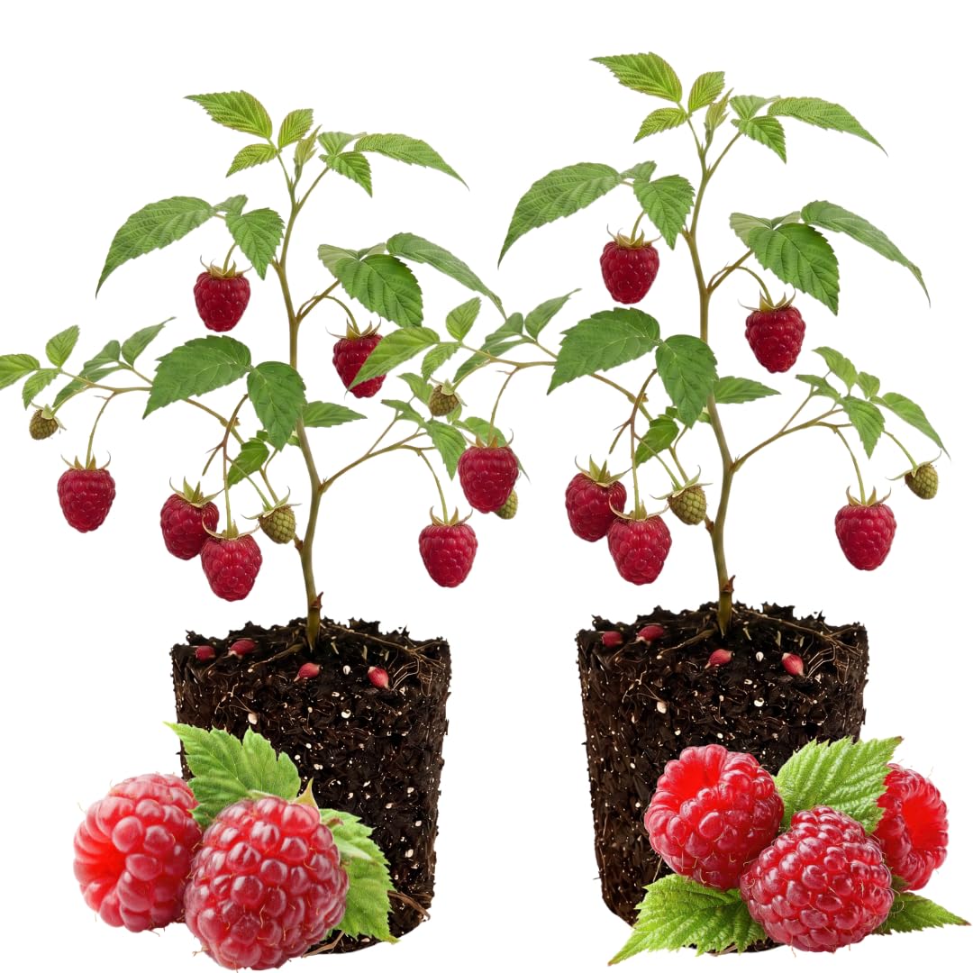 2 Red Live Raspberry Plants, 4-6 Inch Tall, 4 Inch Pot