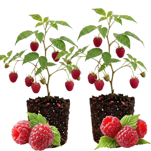 2 Red Live Raspberry Plants, 4-6 Inch Tall, 4 Inch Pot