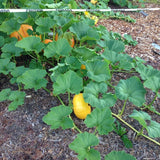 Live Pumpkin Plant, Pumpkin Plant Live 4-7" Tall