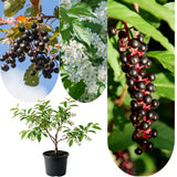 Chokecherry Aronia Berry Live Plant, Fruit Tree, 7-9 Inch Tall, 5 Inch Pot