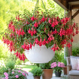 Red Fuchsia Live Plant, Flower Plant, 4-8 Inch Tall, 5 Inch Pot