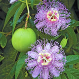 Purple Passion Flower Plant Live, Flower Vine, 4-7 Inch Tall