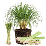 2 Lemon Grass Live Plants, Culinary Garden Herb, 4-7 Inch Tall