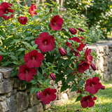 2 Red Hibiscus Bushes Live Plants, Flower Bush, 7-9 Inch Tall