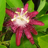 Burgundy Passion Flower Plant Live, Passiflora Garden Vine, 4-7 Inch Tall