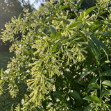 Night Blooming Jasmine Plant Live 4-6" Tall