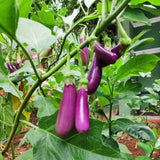 Eggplant Plant Live in 4 Inch Pot