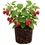 2 Red Raspberry Live Plants, Edible Berry Plant, 4-6 Inch Tall, 4 Inch Pot