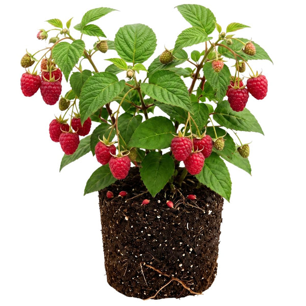 2 Red Raspberry Live Plants, Edible Berry Plant, 4-6 Inch Tall, 4 Inch Pot