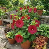 Set 2 Red Hibiscus Plant Live, Hibiscus Starter Plant 3-6" Tall