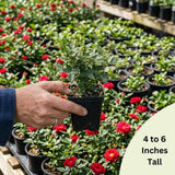 Miniature Rose Plant Live, 3-5 Inch Tall, 3 Inch Pot